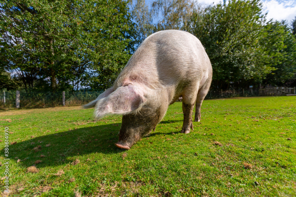 Portrait of a pig at a farm