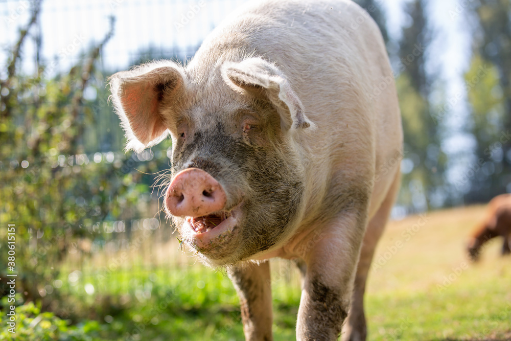 Fototapeta premium Portrait of a pig at a farm