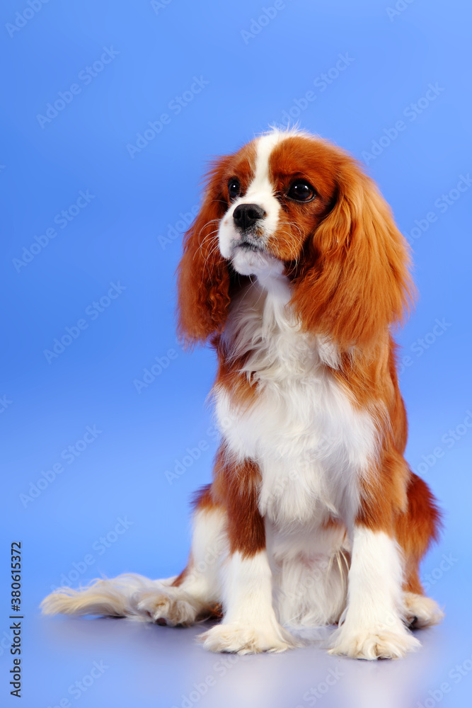 Cocker Spaniel on a blue background