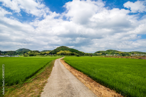 水田と田舎道 日本の田舎のイメージ