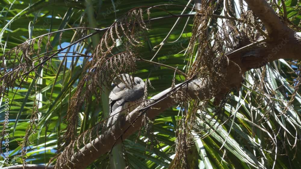 Back view of Fiji Goshawk perched in a tree looking for prey on tropical island Back view of Fiji Goshawk perched in a tree looking for prey on tropical island