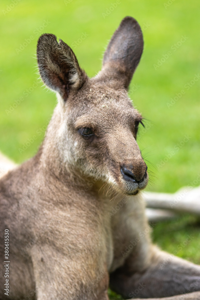 カンガルーのポートレート