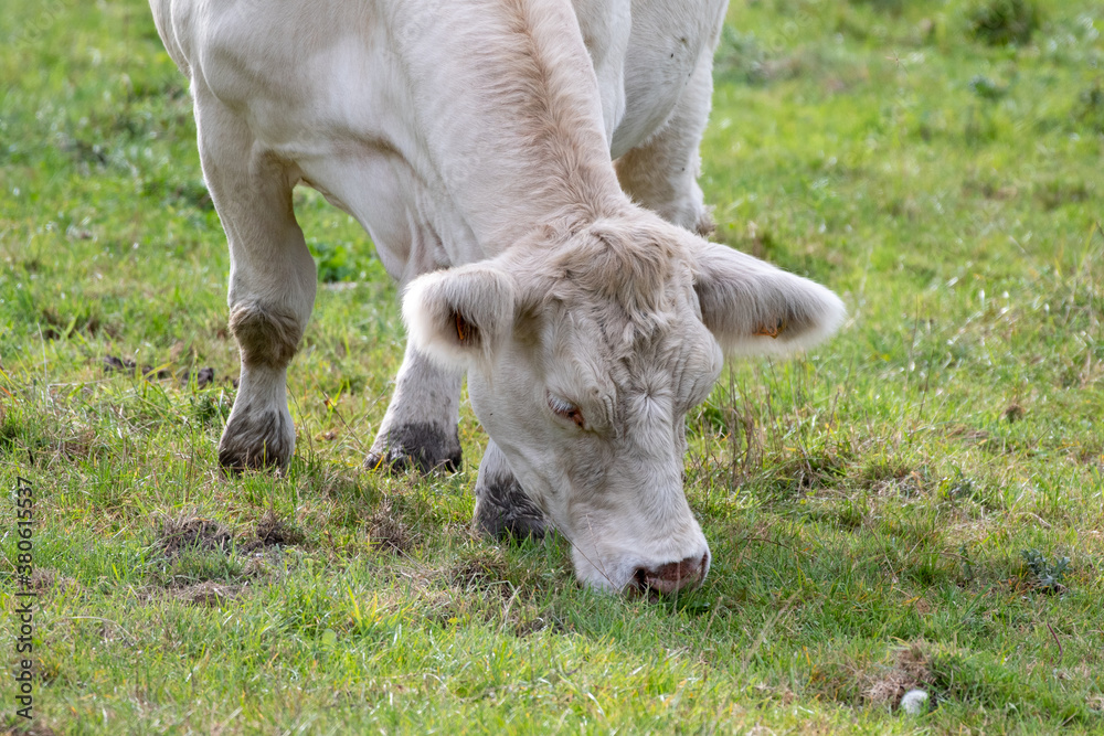 charolais cow grazing in meadow charolais cow grazing in meadow