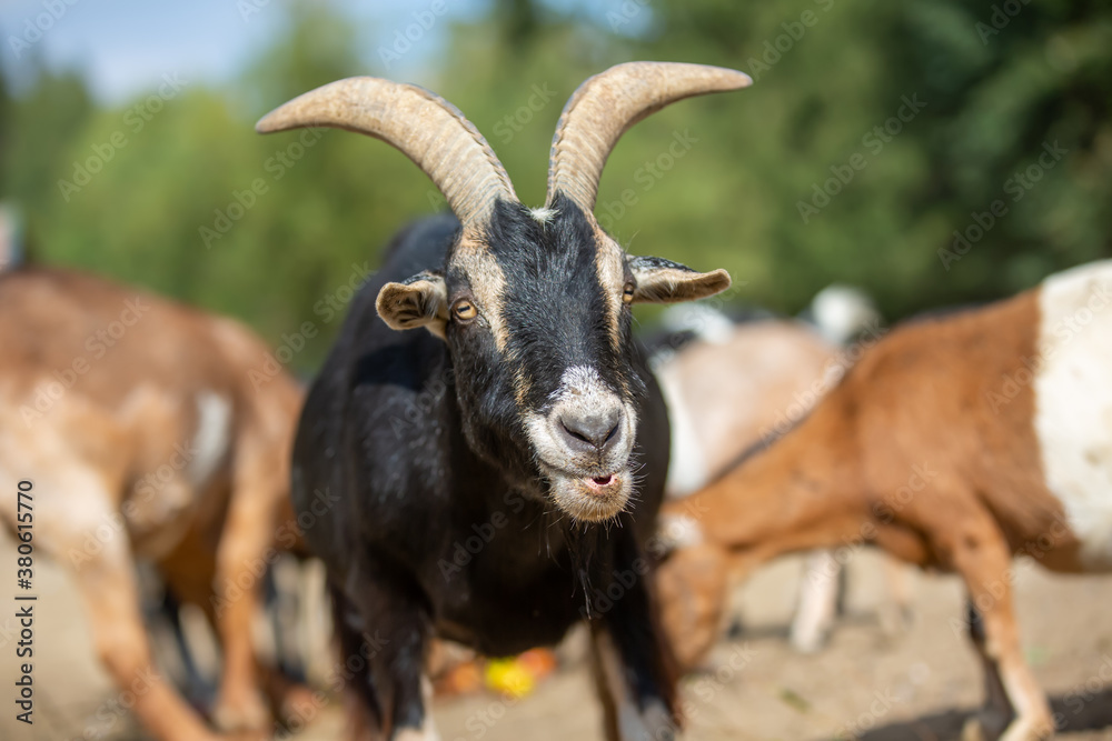 Portrait of a goat at a farm