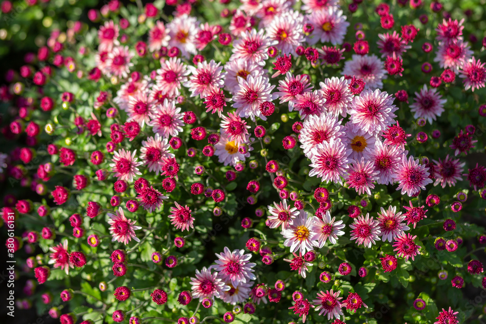 Bright natural rich background from chrysanthemums. Autumn flowers in city garden.  Multicolored flowers and herbs. Screensaver for screens. Minsk, September.