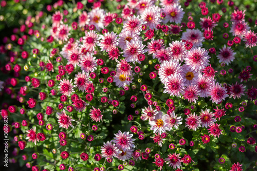 Bright natural rich background from chrysanthemums. Autumn flowers in city garden. Multicolored flowers and herbs. Screensaver for screens. Minsk, September.