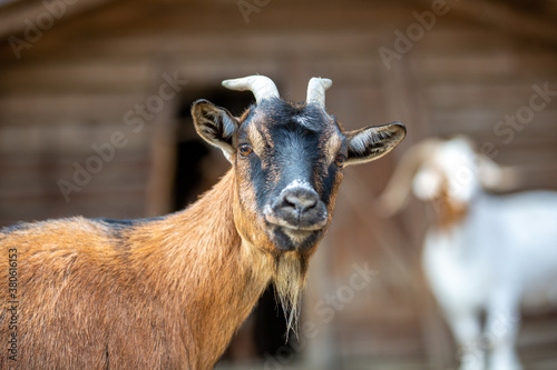 Portrait of a goat at a farm