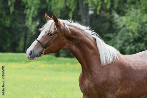 Portrait of a beautiful chestnut horse with mane stands on natural summer background  head closeup
