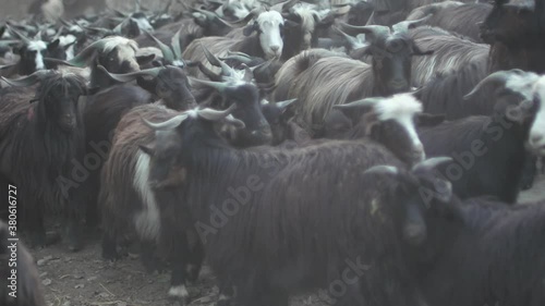 Herd of Himalayan Chyangra goats (Capra hircus laniger), Mustang, Nepal photo