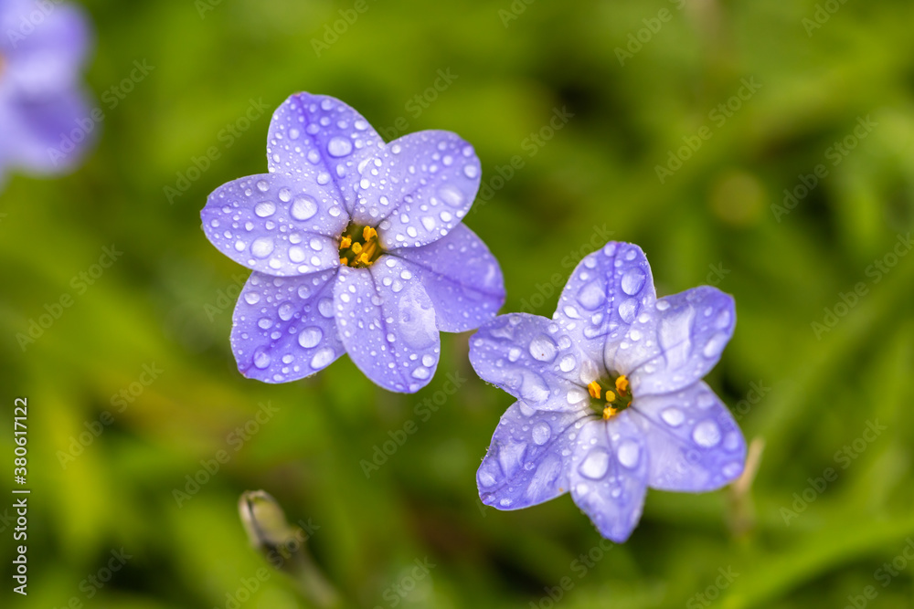 ハナニラの花 春のイメージ ハナニラの花 春のイメージ
