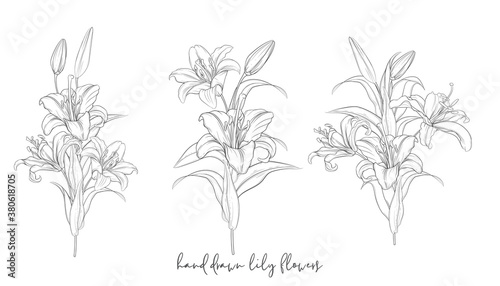 hand drawn beautiful lily bouquets 