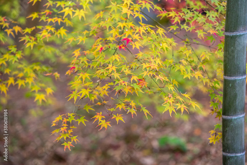 竹と紅葉 和風な秋のイメージ