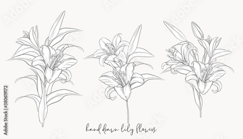 hand drawn beautiful  lily bouquets 