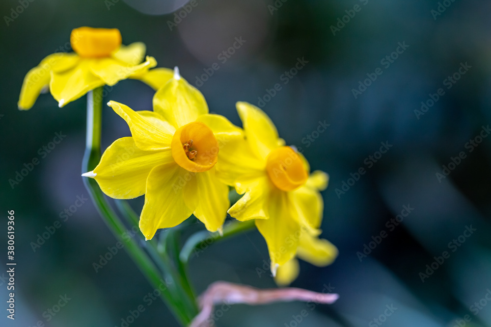 水仙の花　初春イメージ