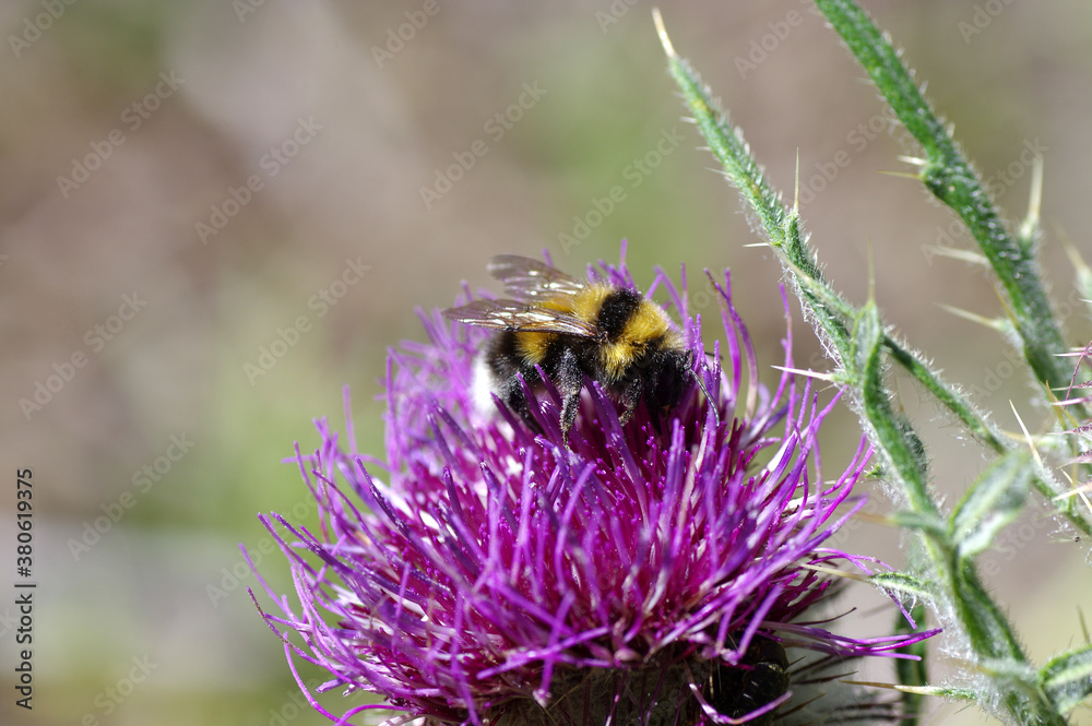 abeille sur une fleur de chardon