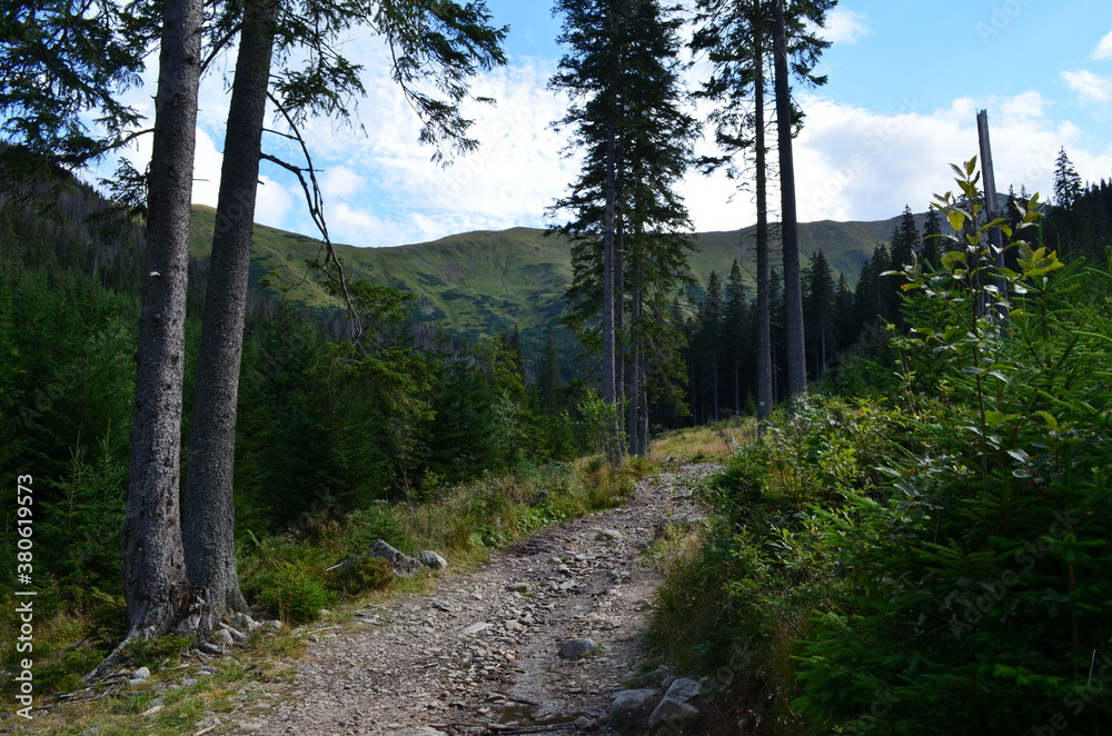 Obraz premium Tatry Zachodnie, szlak przez Dolinę Jarząbka, dolny odcinek szlaku na Trzydniowański Wierch