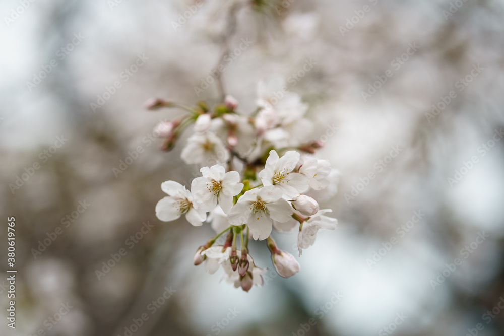 Close up photo of Sakura flower or Japanese Cherry Blossom on tree branches. spring flowers.