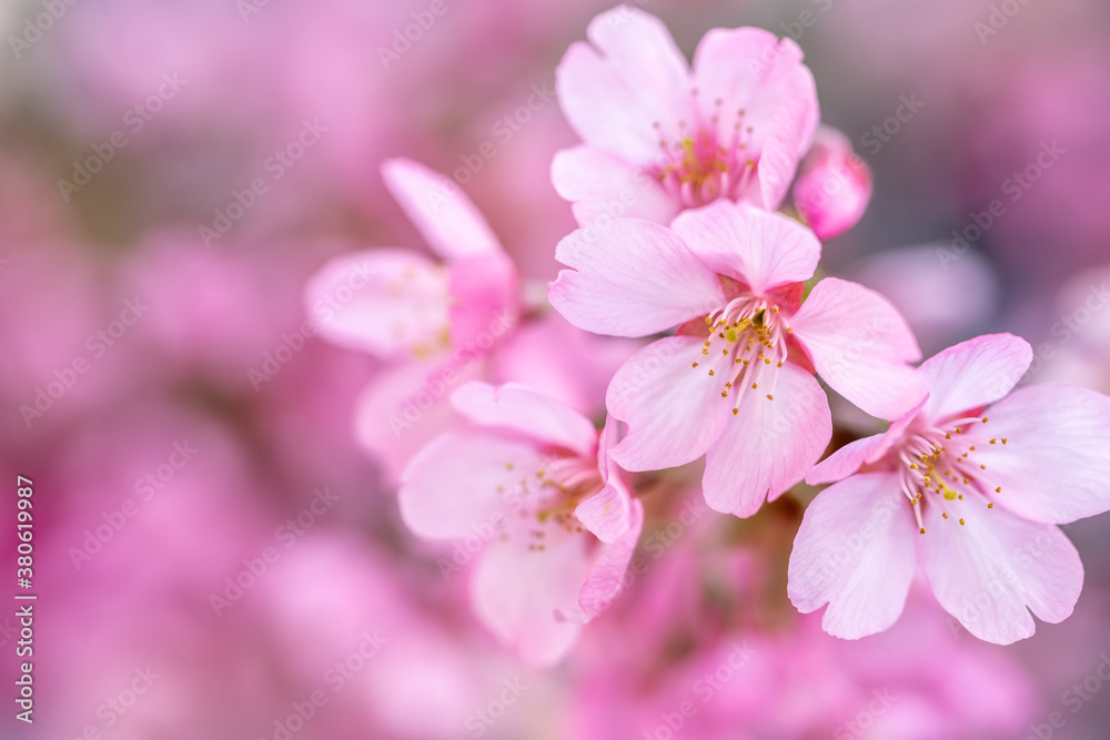 桜の花 春のイメージ 桜の花 春のイメージ