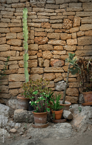 Vertical shot of potplants near a wall photo