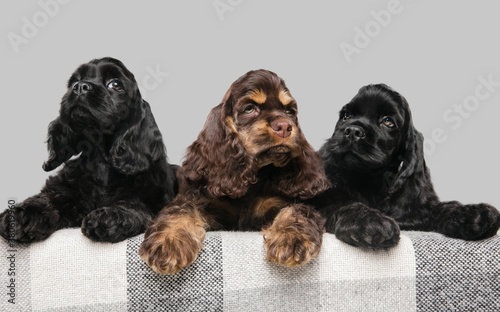 American cocker spaniel puppies posing. Cute dark-black doggies or pets playing on grey background. Look attented and playful. Studio photoshot. Concept of motion  movement  action. Copyspace.