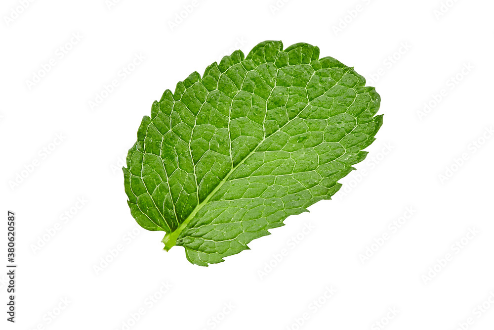 Green leaf of mint with water drops isolated on white background. Close up, copy space, top view Green leaf of mint with water drops isolated on white background. Close up, copy space, top view