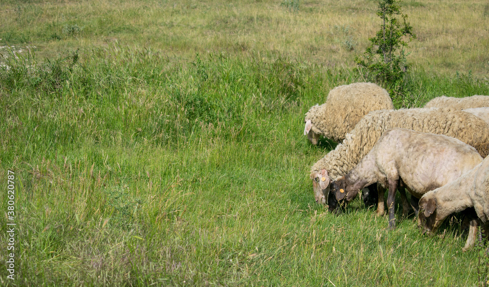 Obraz premium Flock of sheeps eating grass during hot summer day in rural distant area. Pasture grazing sheep herd.