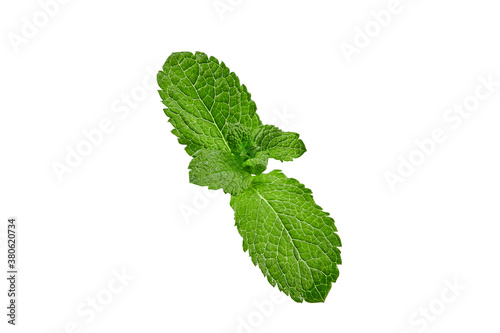 Green common mint isolated on white background. Fragrant fresh leaves. Close up, copy space, top view