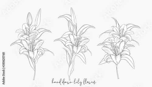 hand drawn beautiful  lily bouquets 