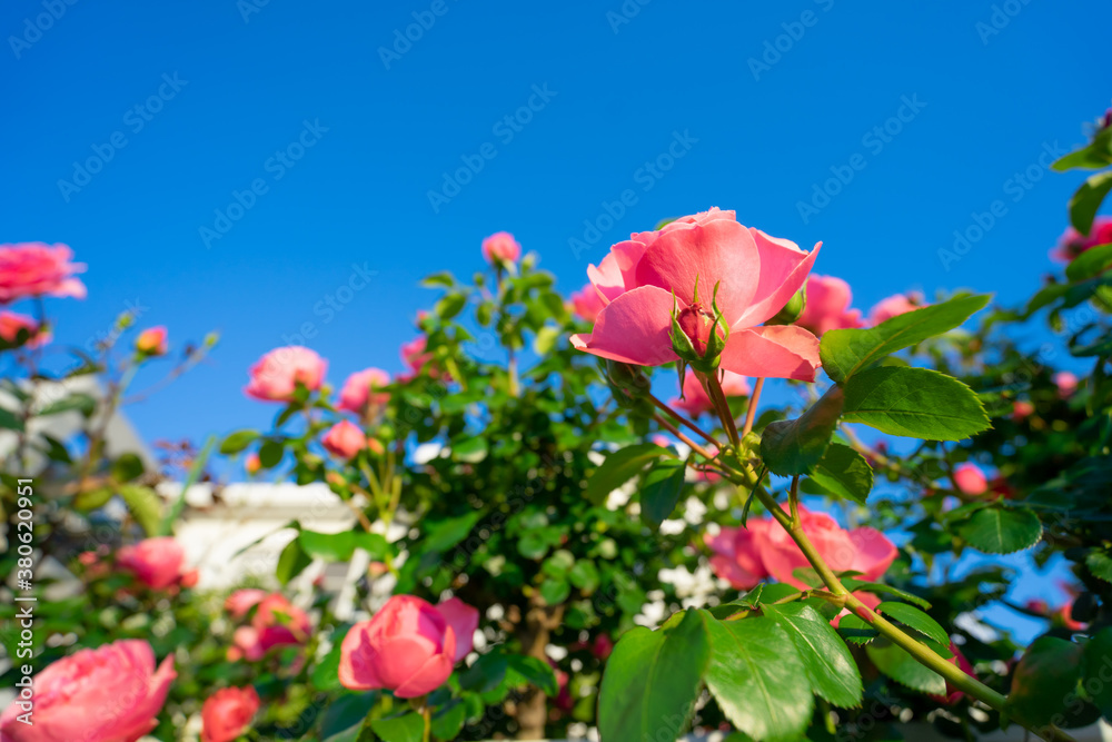 バラの花 屋外撮影 バラの花 屋外撮影