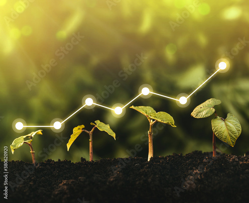 Seedling are growing from the rich soil. Concept of business growth, profit, development and success.	 photo