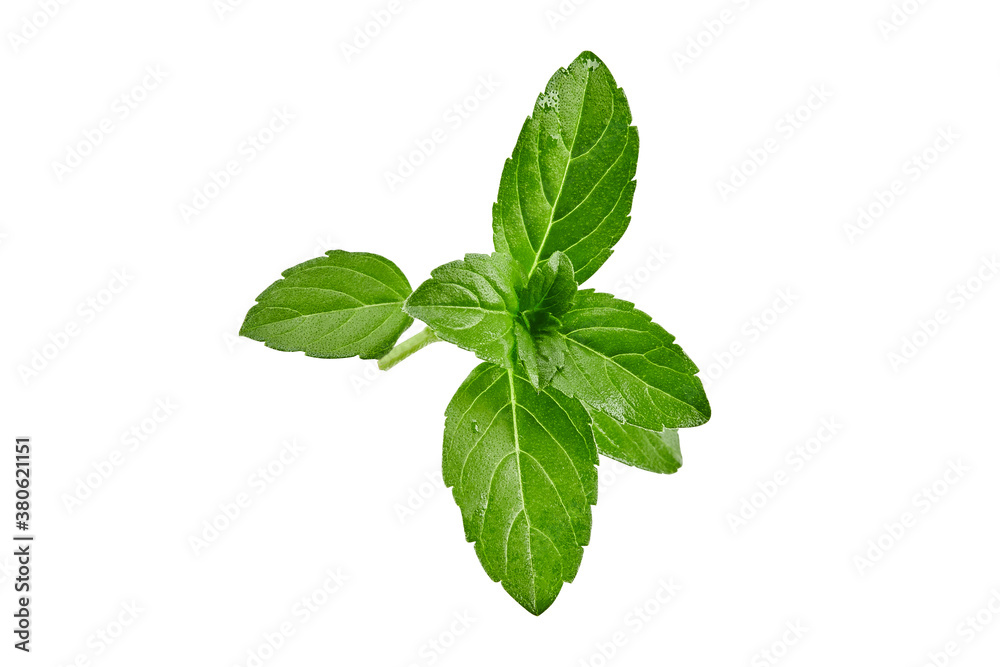 Fresh green basil twig isolated on white background. Close up, copy space Fresh green basil twig isolated on white background. Close up, copy space