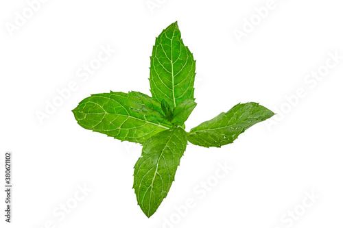 Green mint twig isolated on white background. Fresh leaves as decoration or ingredient. Close up, copy space, top view