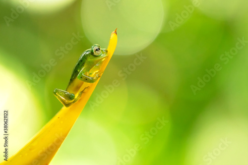 Centrolene prosoblepon is a species of frog in the family Centrolenidae, commonly known as the emerald glass frog or Nicaragua giant glass frog.  photo