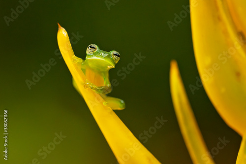 Centrolene prosoblepon is a species of frog in the family Centrolenidae, commonly known as the emerald glass frog or Nicaragua giant glass frog.  photo