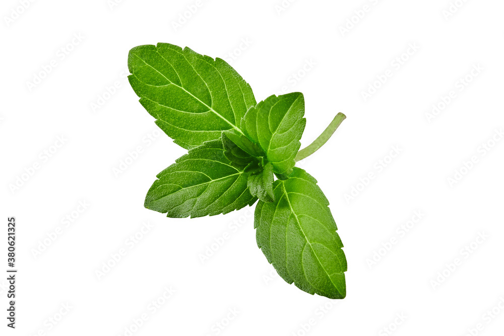 Fresh green basil stem with leaves isolated on white background. Close up, copy space Fresh green basil stem with leaves isolated on white background. Close up, copy space
