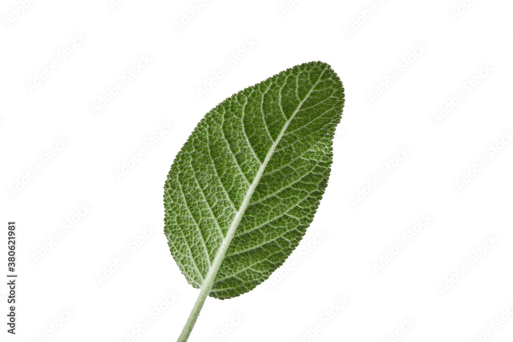 Green leaf of sage isolated on white. Fresh essential herb. Close up, copy space, side view Green leaf of sage isolated on white. Fresh essential herb. Close up, copy space, side view