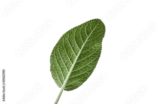 Green leaf of sage isolated on white. Fresh essential herb. Close up  copy space  side view