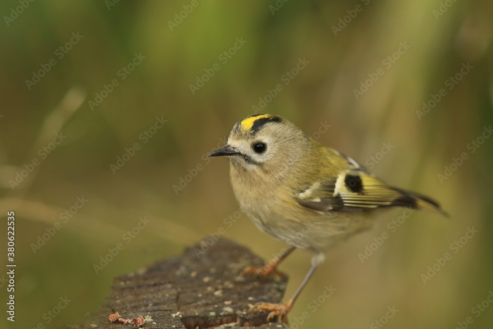 cute goldcrest sitting on the stump. Smallest european bird in the nature habitat. Regulus regulus
cute goldcrest sitting on the stump. Smallest european bird in the nature habitat. Regulus regulus