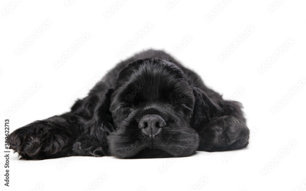 American cocker spaniel puppy posing. Cute dark-black doggy or pet playing on white background. Looks attented and playful. Studio photoshot. Concept of motion, movement, action. Copyspace. American cocker spaniel puppy posing. Cute dark-black doggy or pet playing on white background. Looks attented and playful. Studio photoshot. Concept of motion, movement, action. Copyspace.