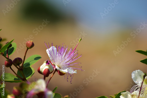 Selective focus shot of Caper plant flower photo