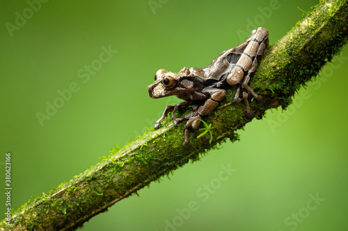 Triprion spinosus, also known as the spiny-headed tree frog, spiny-headed treefrog, spinyhead treefrog, coronated treefrog, and crowned hyla, is a species of frog in the family Hylidae © Milan