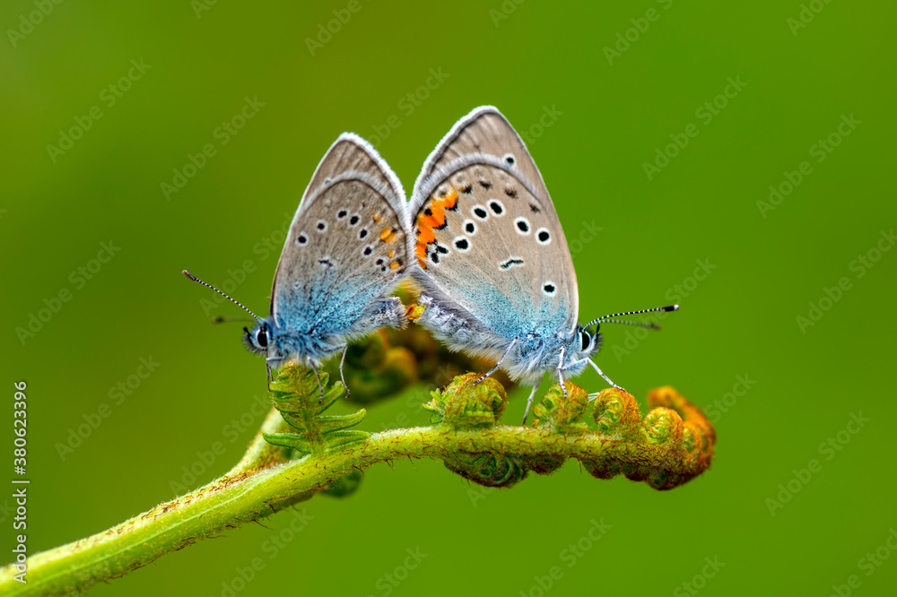 Obraz premium Macro shots, Beautiful nature scene. Closeup beautiful butterfly sitting on the flower in a summer garden.