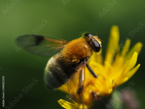 Flower fly on a yellow and green background © Gunars