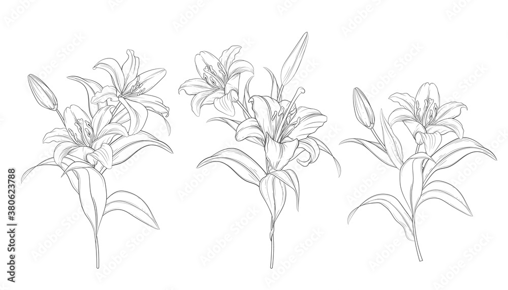 hand drawn beautiful  lily bouquets 