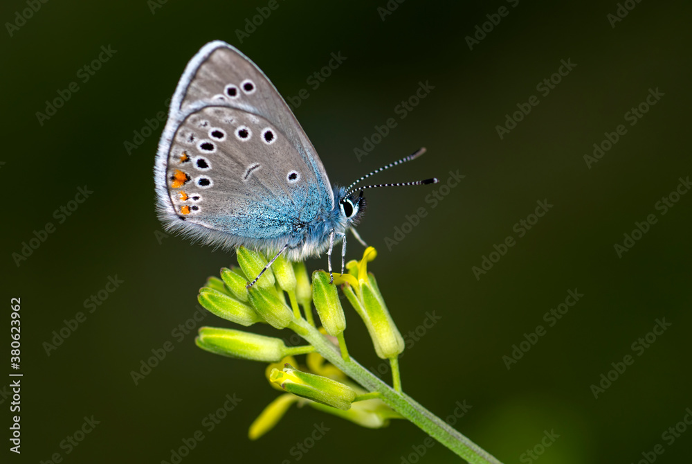 Macro shots, Beautiful nature scene. Closeup beautiful butterfly sitting on the flower in a summer garden.
Macro shots, Beautiful nature scene. Closeup beautiful butterfly sitting on the flower in a summer garden.