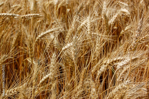 Golden ears of rye close-up, background