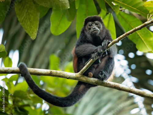 The mantled howler (Alouatta palliata), or golden-mantled howling monkey, is a species of howler monkey, a type of New World monkey, from Central and South America. 