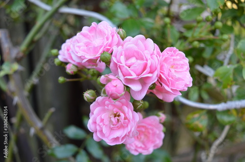 pink rose bush