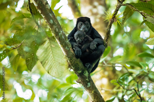 The mantled howler  Alouatta palliata   or golden-mantled howling monkey  is a species of howler monkey  a type of New World monkey  from Central and South America. 