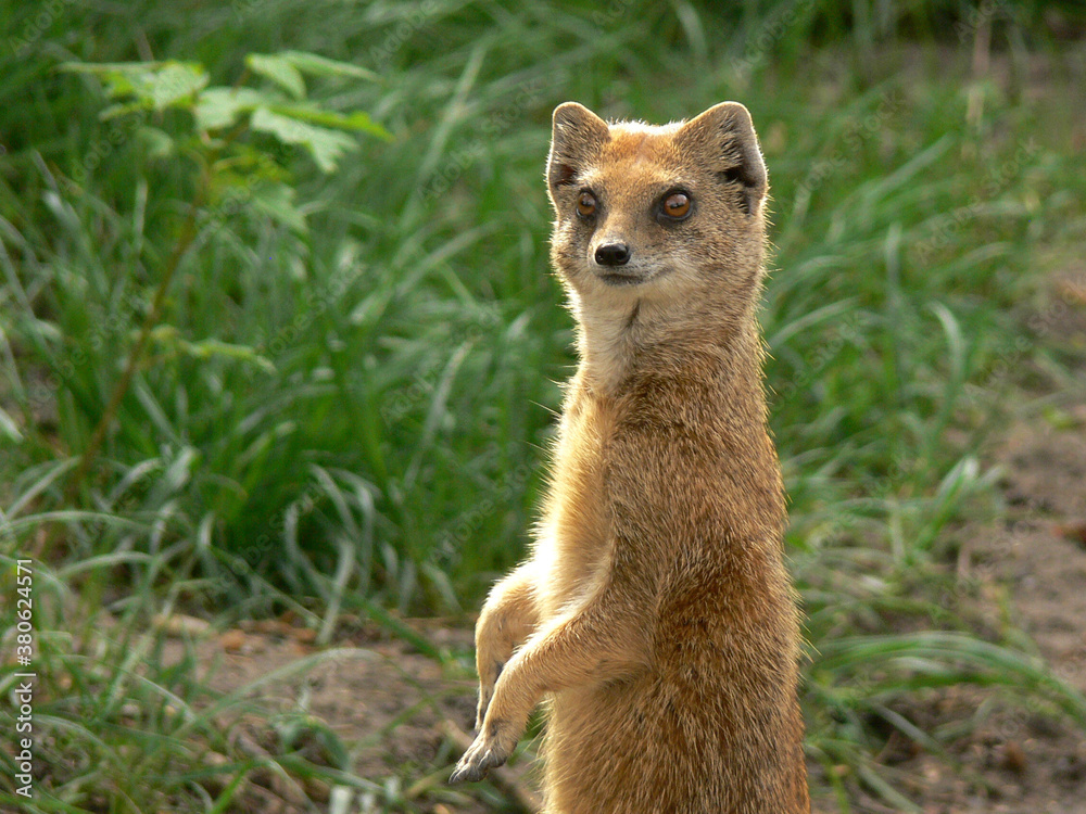 Fototapeta premium Curious mongoose standing up in the green
